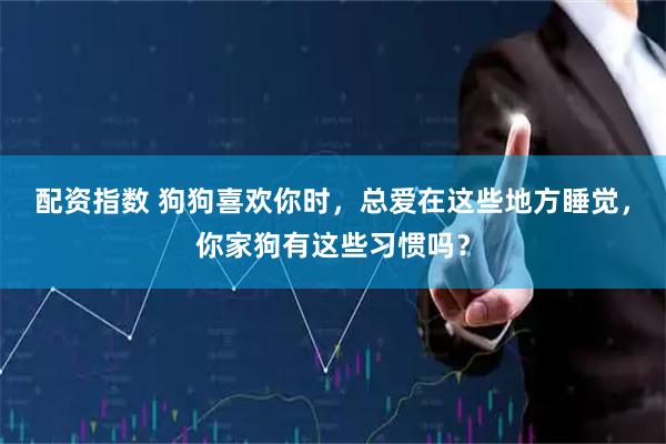 配资指数 狗狗喜欢你时，总爱在这些地方睡觉，你家狗有这些习惯吗？